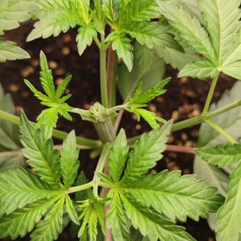 Frosty kong growlog timeline photo