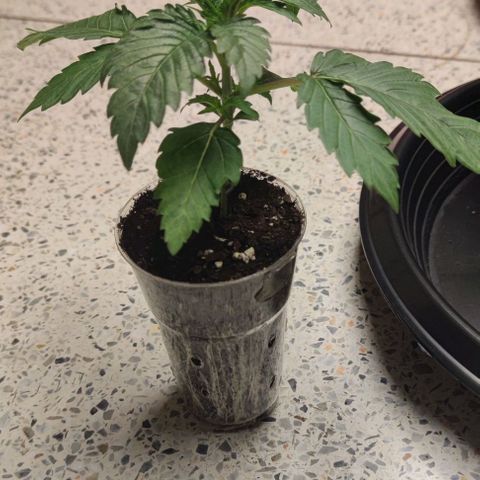 Capn-kush  growlog timeline photo