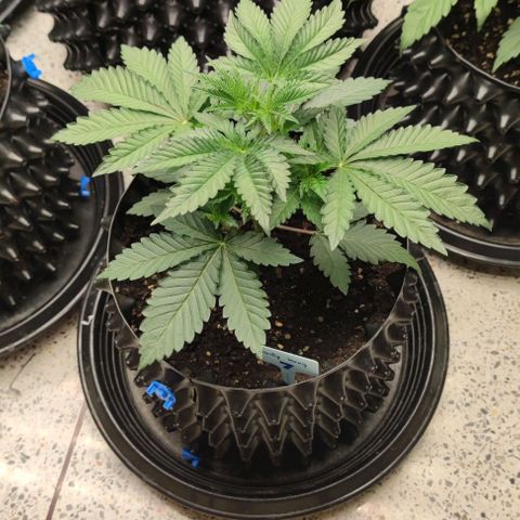 Frosty kong growlog timeline photo