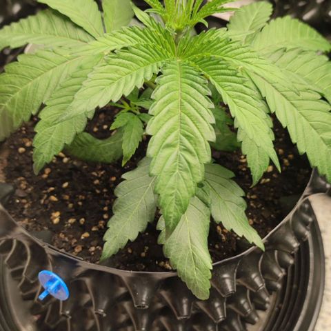 Gelato #33 growlog timeline photo