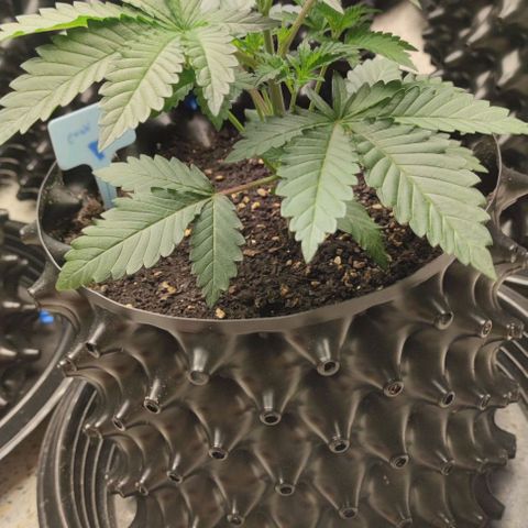 Frosty kong growlog timeline photo