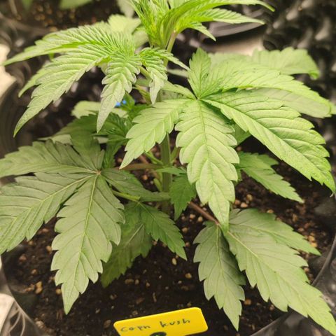 Capn-kush  growlog timeline photo