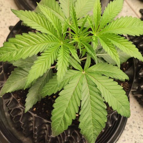 Gelato #33 growlog timeline photo