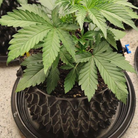 Capn-kush  growlog timeline photo