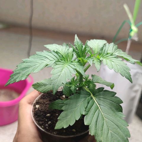 Birthday punch growlog timeline photo