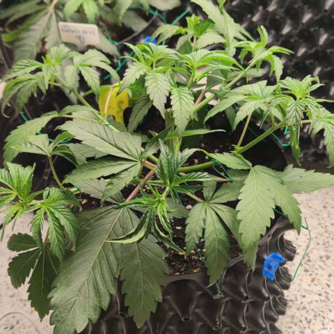 Capn-kush  growlog timeline photo