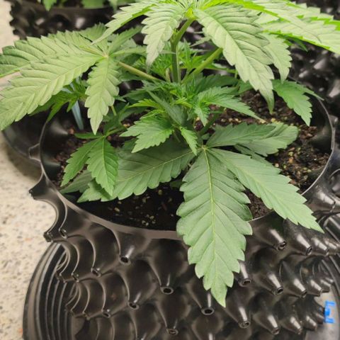 Birthday punch growlog timeline photo