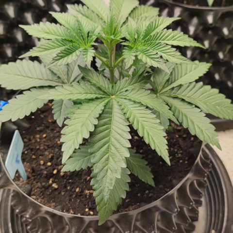 Frosty kong growlog timeline photo