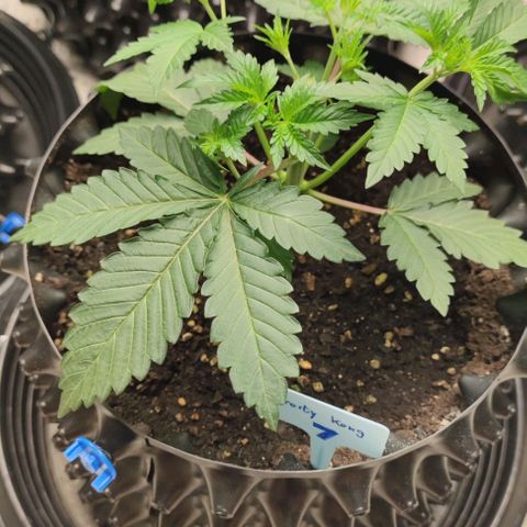 Frosty kong growlog timeline photo