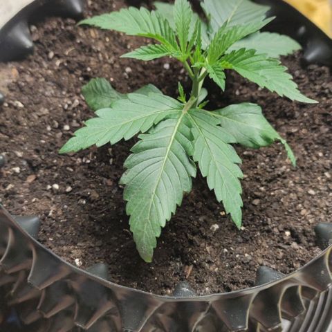 Gelato #33 growlog timeline photo