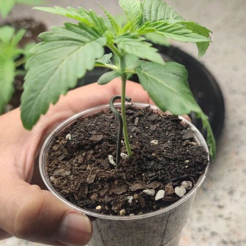 Gelato #33 growlog timeline photo