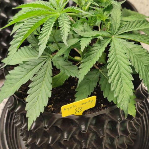 Apple candy growlog timeline photo