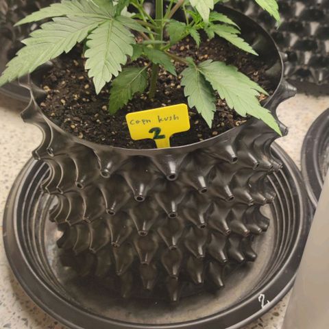 Capn-kush  growlog timeline photo