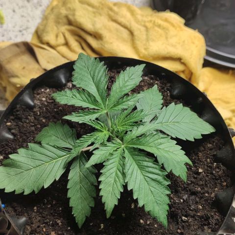 Apple candy growlog timeline photo