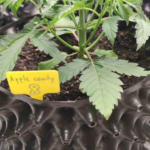 Apple candy growlog timeline photo