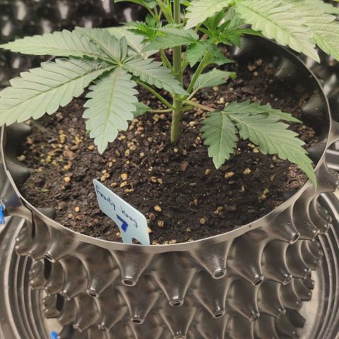 Frosty kong growlog timeline photo