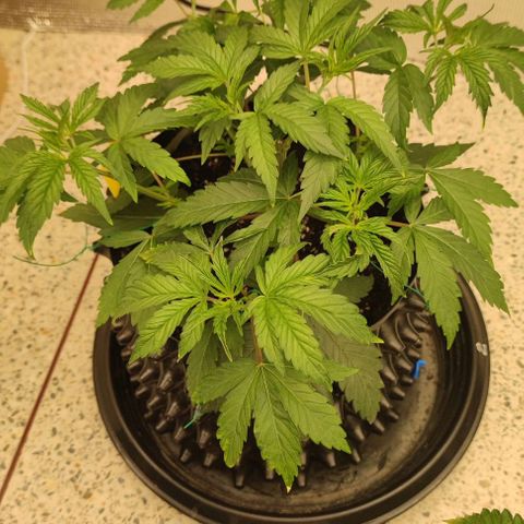 Capn-kush  growlog timeline photo