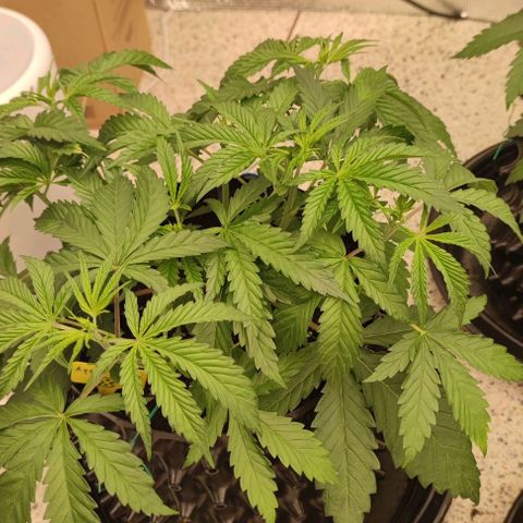 Apple candy growlog timeline photo