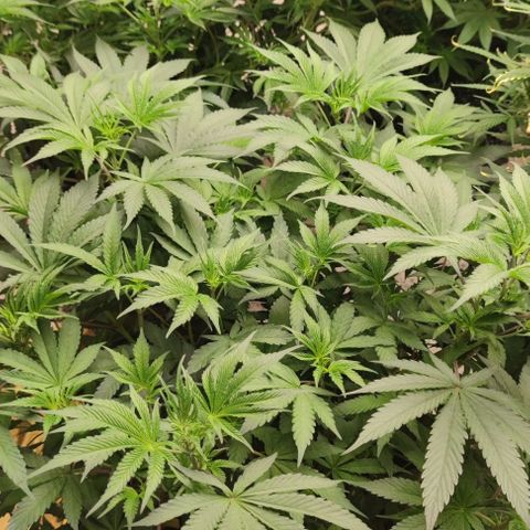 Capn-kush  growlog timeline photo