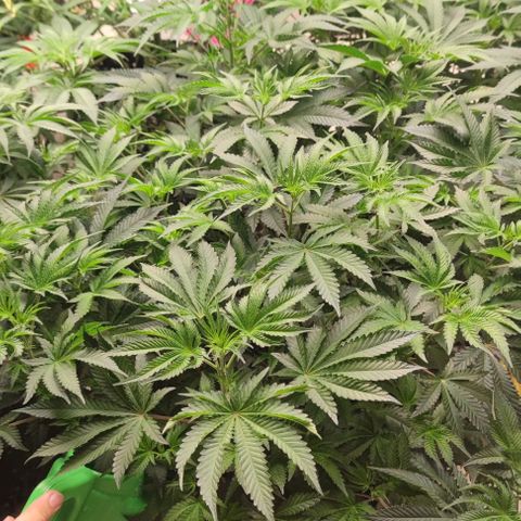 Frosty kong growlog timeline photo