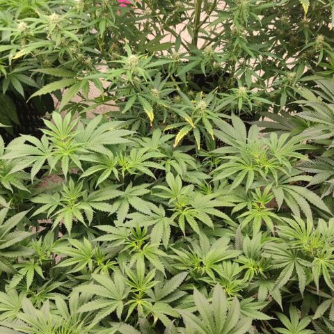 Apple candy growlog timeline photo