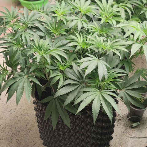 Gelato #33 growlog timeline photo