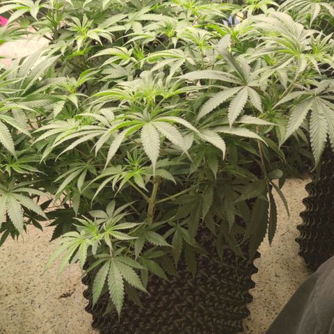 Apple candy growlog timeline photo