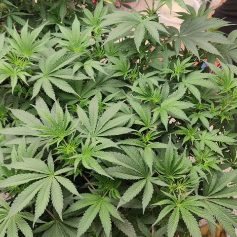 Capn-kush  growlog timeline photo