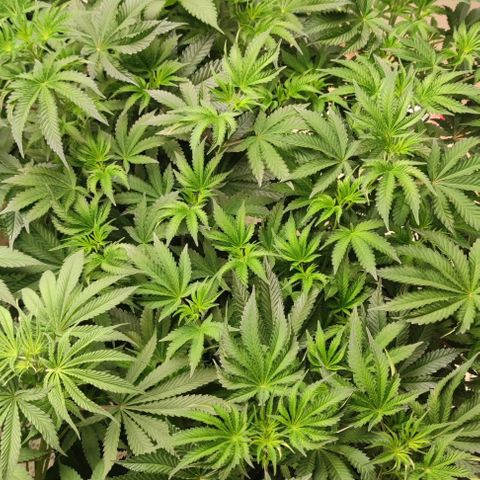 Frosty kong growlog timeline photo