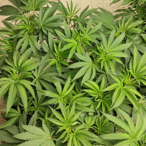 Gelato #33 growlog timeline photo