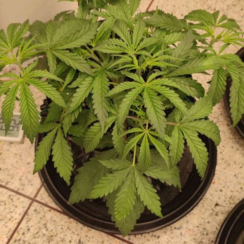 Apple candy growlog timeline photo