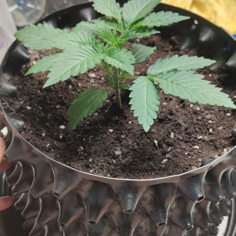 Frosty kong growlog timeline photo