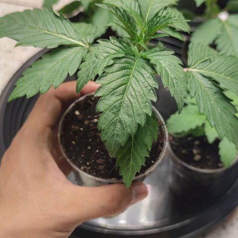 Capn-kush  growlog timeline photo