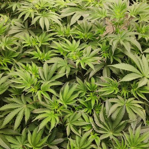 Frosty kong growlog timeline photo