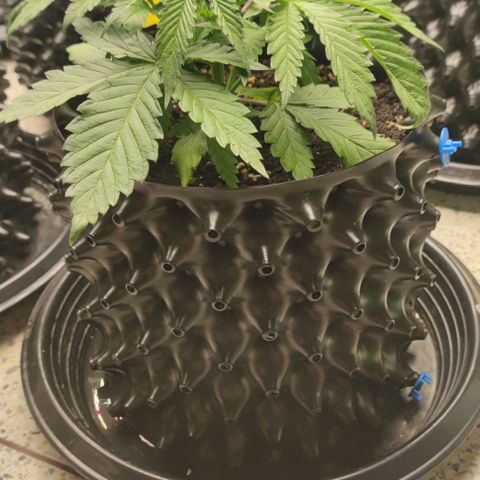 Apple candy growlog timeline photo