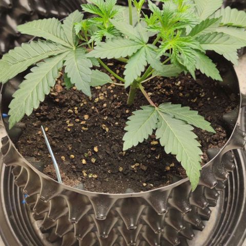 Frosty kong growlog timeline photo