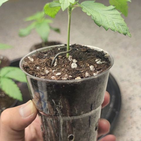 Apple candy growlog timeline photo