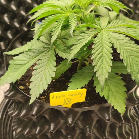 Apple candy growlog timeline photo