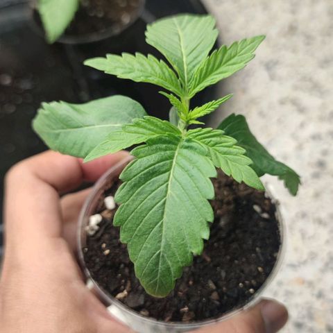 Gelato #33 growlog timeline photo