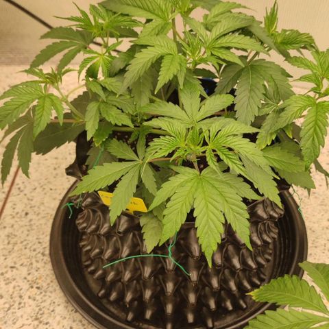 Capn-kush  growlog timeline photo