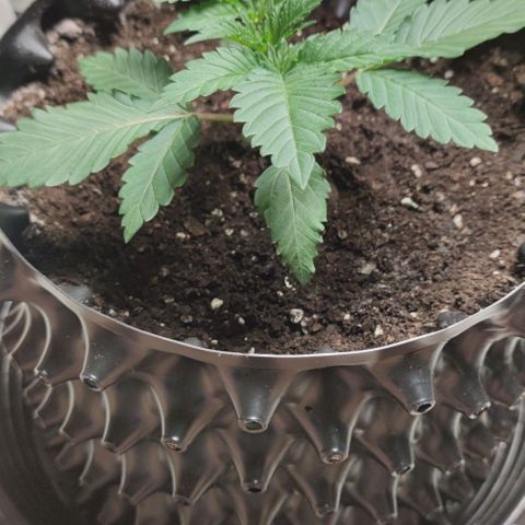 Frosty kong growlog timeline photo
