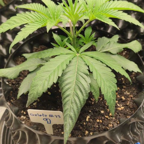 Gelato #33 growlog timeline photo