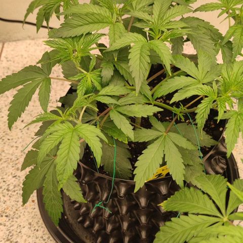 Capn-kush  growlog timeline photo