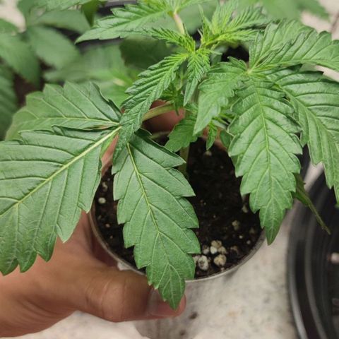 Apple candy growlog timeline photo