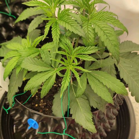 Gelato #33 growlog timeline photo