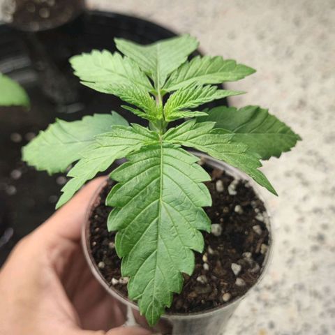 Apple candy growlog timeline photo