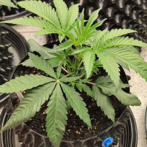 Gelato #33 growlog timeline photo
