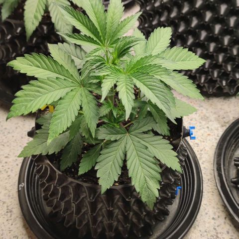 Capn-kush  growlog timeline photo