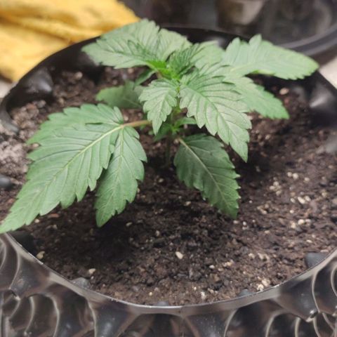 Capn-kush  growlog timeline photo