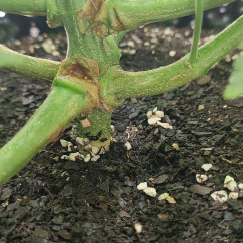 Apple candy growlog timeline photo